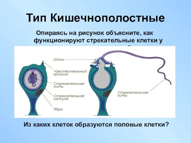 Тип Кишечнополостные Опираясь на рисунок объясните, как функционируют стрекательные клетки