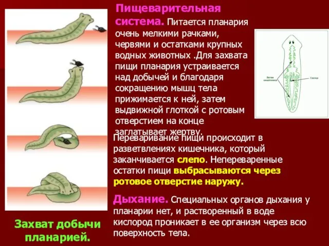 Пищеварительная система. Питается планария очень мелкими рачками, червями и остатками