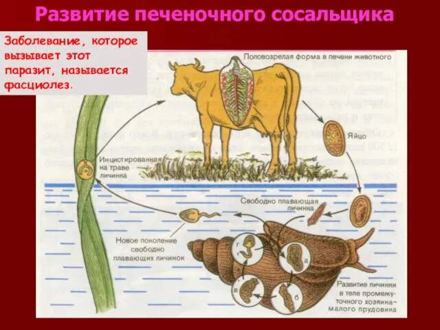 Развитие печеночного сосальщика Заболевание, которое вызывает этот паразит, называется фасциолез.