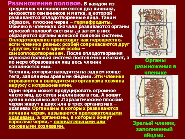 Размножение половое. В каждом из срединных члеников имеются два яичника,