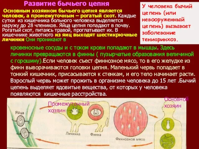 Развитие бычьего цепня Основным хозяином бычьего цепня является человек, а