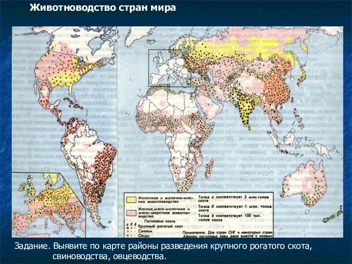 Задание. Выявите по карте районы разведения крупного рогатого скота, свиноводства, овцеводства. Животноводство стран мира