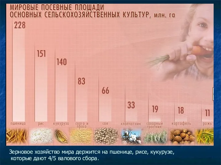 Зерновое хозяйство мира держится на пшенице, рисе, кукурузе, которые дают 4/5 валового сбора.