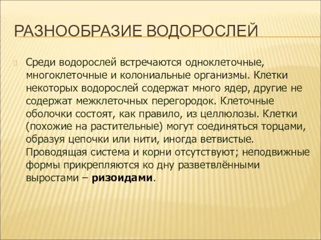 РАЗНООБРАЗИЕ ВОДОРОСЛЕЙ Среди водорослей встречаются одноклеточные, многоклеточные и колониальные организмы.