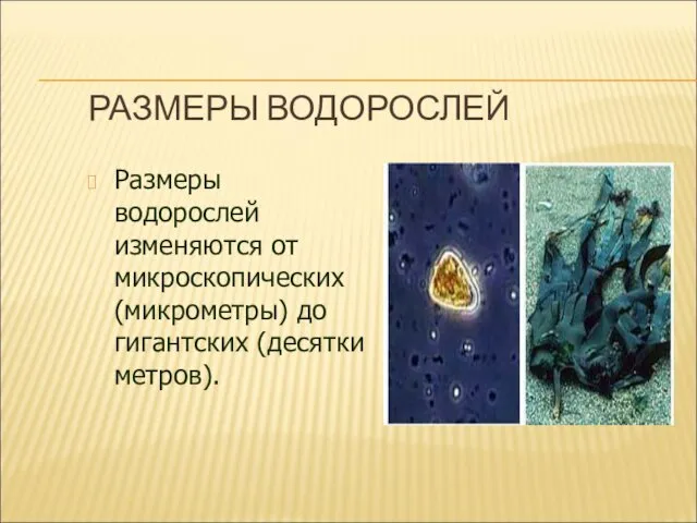 РАЗМЕРЫ ВОДОРОСЛЕЙ Размеры водорослей изменяются от микроскопических (микрометры) до гигантских (десятки метров).