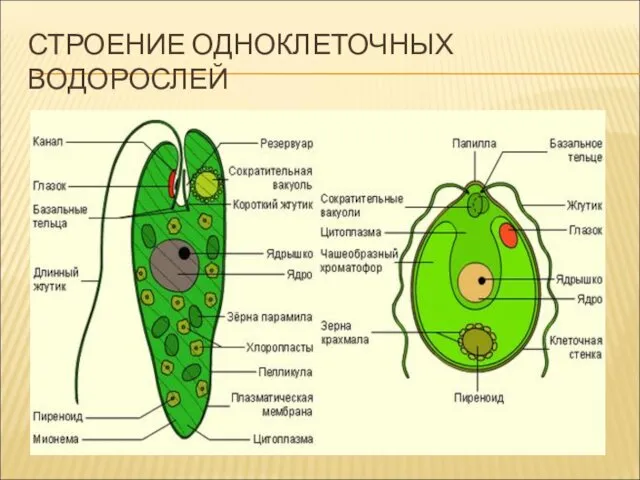 СТРОЕНИЕ ОДНОКЛЕТОЧНЫХ ВОДОРОСЛЕЙ