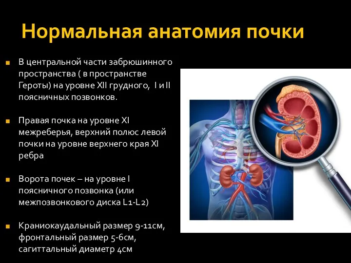 Нормальная анатомия почки В центральной части забрюшинного пространства ( в