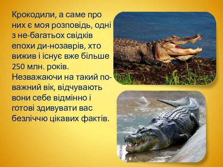 Крокодили, а саме про них є моя розповідь, одні з не-багатьох свідків епохи
