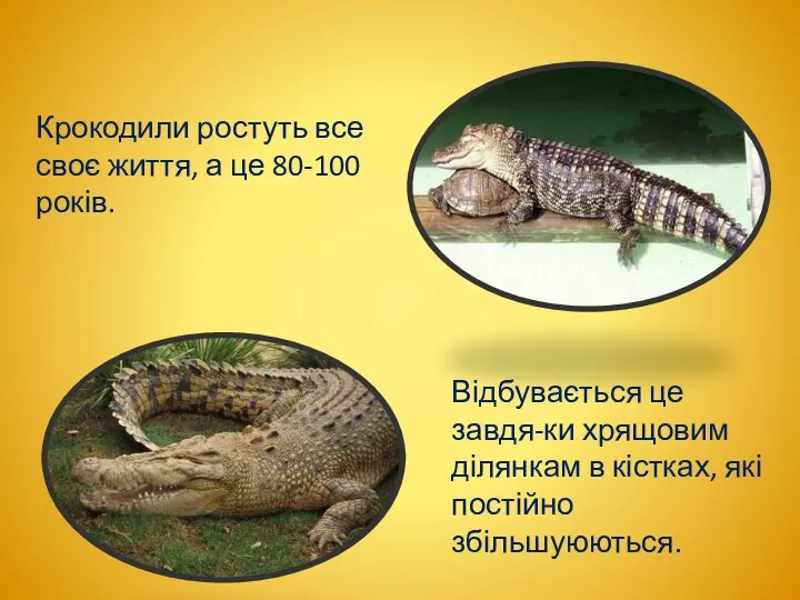 Крокодили ростуть все своє життя, а це 80-100 років. Відбувається це завдя-ки хрящовим