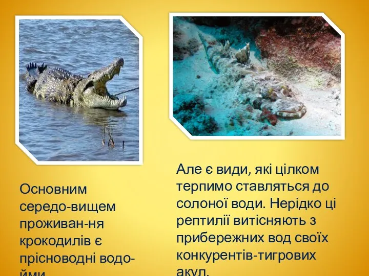 Основним середо-вищем проживан-ня крокодилів є прісноводні водо-йми. Але є види, які цілком терпимо
