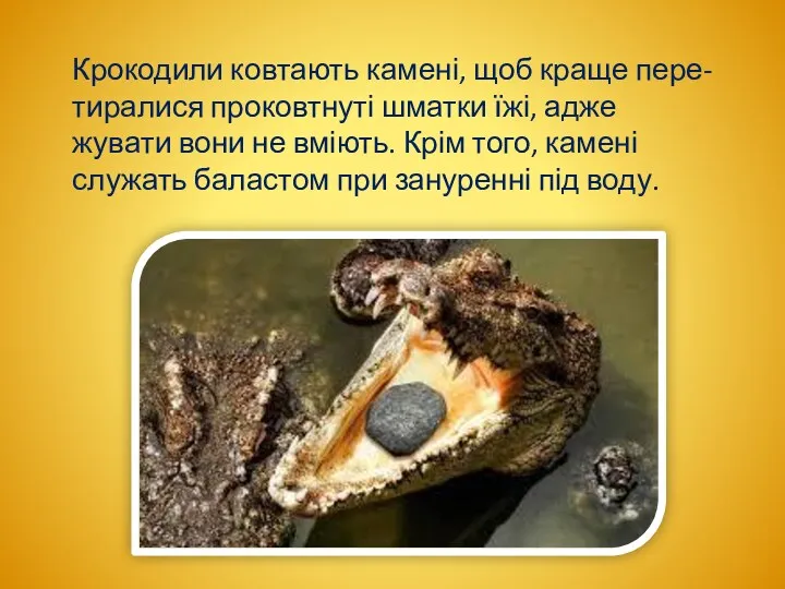 Крокодили ковтають камені, щоб краще пере-тиралися проковтнуті шматки їжі, адже жувати вони не