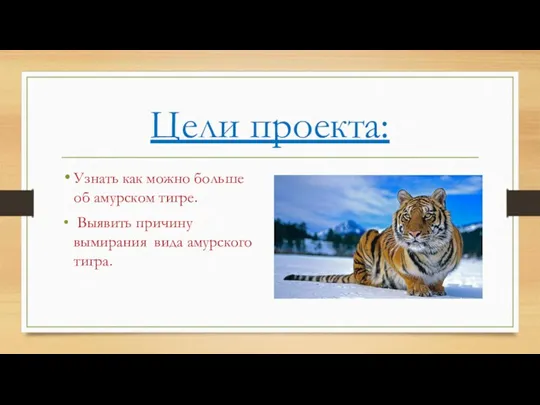 Цели проекта: Узнать как можно больше об амурском тигре. Выявить причину вымирания вида амурского тигра.