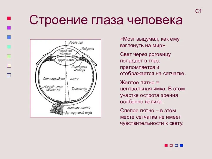 Строение глаза человека «Мозг выдумал, как ему взглянуть на мир».