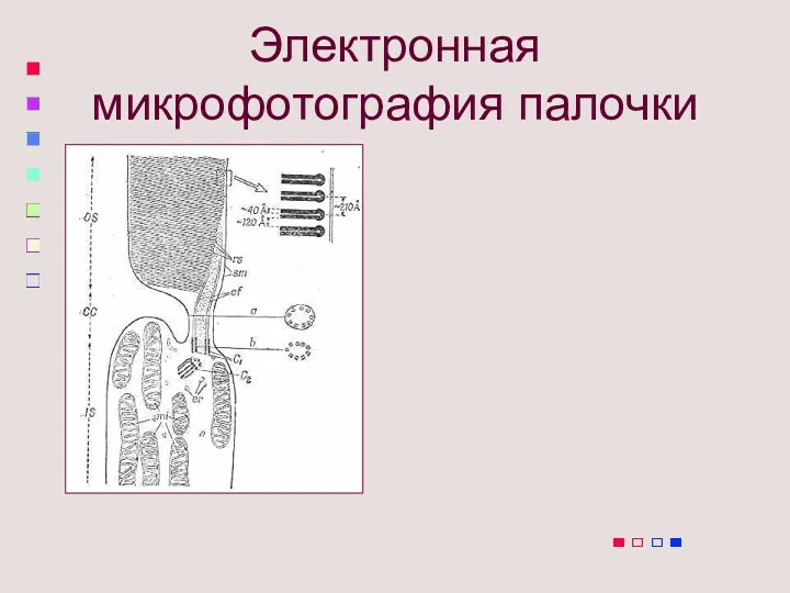 Электронная микрофотография палочки