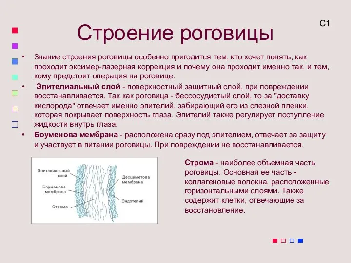 Строение роговицы Знание строения роговицы особенно пригодится тем, кто хочет