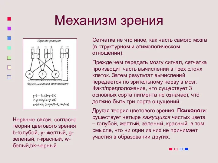 Механизм зрения Сетчатка не что иное, как часть самого мозга