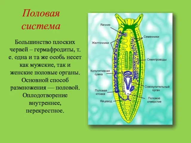 Половая система Большинство плоских червей – гермафродиты, т. е. одна и та же