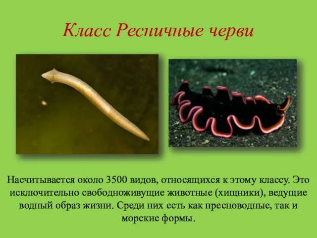 Класс Ресничные черви Насчитывается около 3500 видов, относящихся к этому