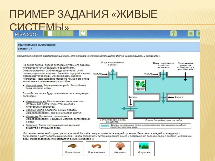 ПРИМЕР ЗАДАНИЯ «ЖИВЫЕ СИСТЕМЫ»