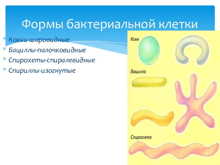 Кокки-шаровидные Бациллы-палочковидные Спирохеты-спиралевидные Спириллы-изогнутые Формы бактериальной клетки