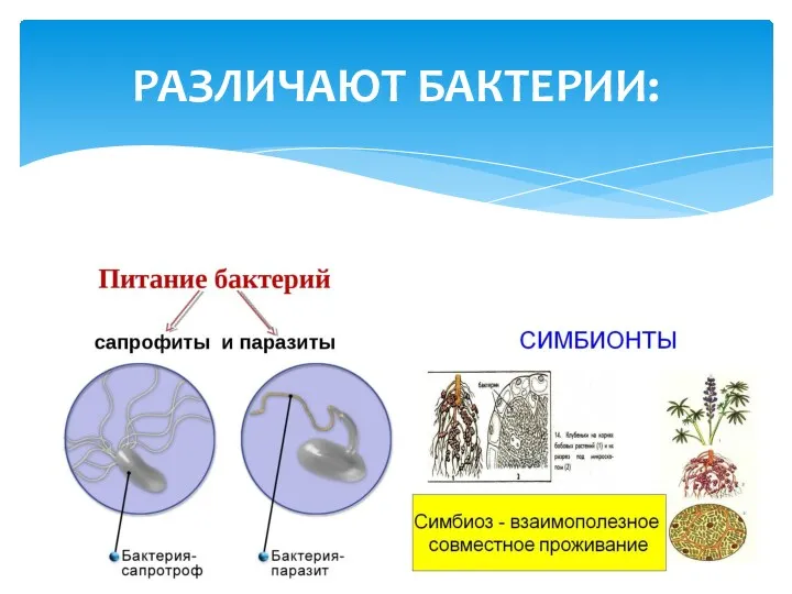 РАЗЛИЧАЮТ БАКТЕРИИ: