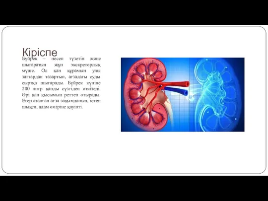 Кіріспе Бүйрек – несеп түзетін және шығаратын жұп экскреторлық мүше. Ол қан құрамын