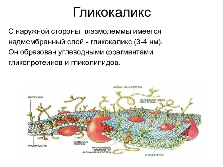 Гликокаликс С наружной стороны плазмолеммы имеется надмембранный слой - гликокаликс