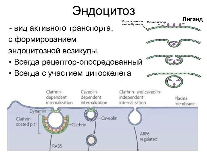 Эндоцитоз вид активного транспорта, с формированием эндоцитозной везикулы. Всегда рецептор-опосредованный Всегда с участием цитоскелета