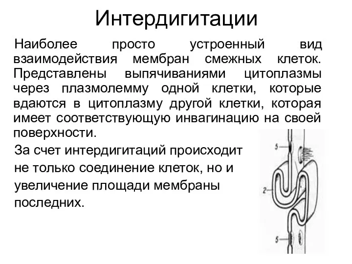 Интердигитации Наиболее просто устроенный вид взаимодействия мембран смежных клеток. Представлены