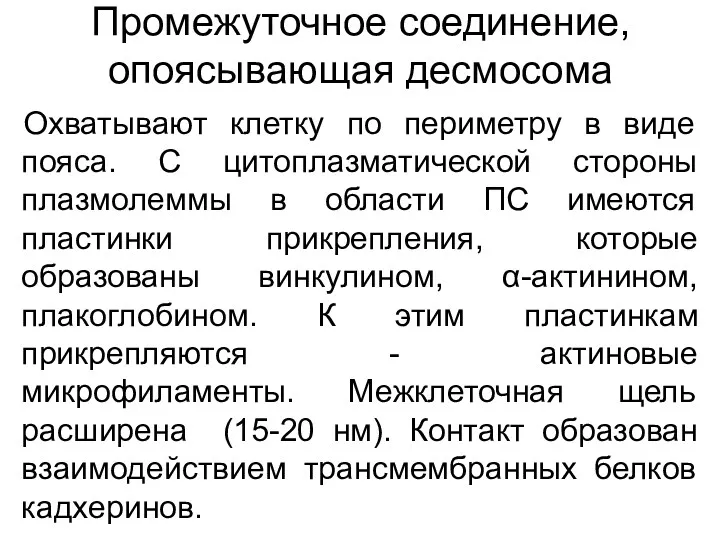 Промежуточное соединение, опоясывающая десмосома Охватывают клетку по периметру в виде