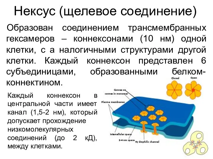 Нексус (щелевое соединение) Образован соединением трансмембранных гексамеров – коннексонами (10