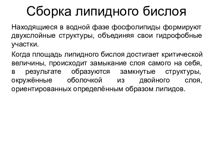 Сборка липидного бислоя Находящиеся в водной фазе фосфолипиды формируют двухслойные