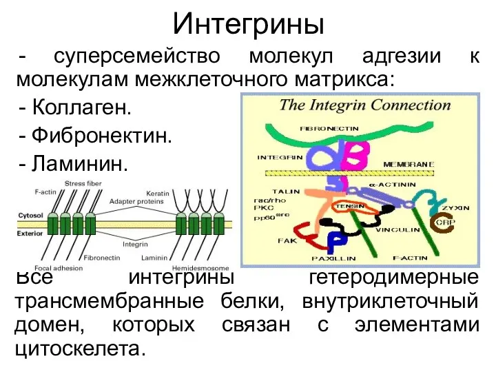 Интегрины суперсемейство молекул адгезии к молекулам межклеточного матрикса: Коллаген. Фибронектин.