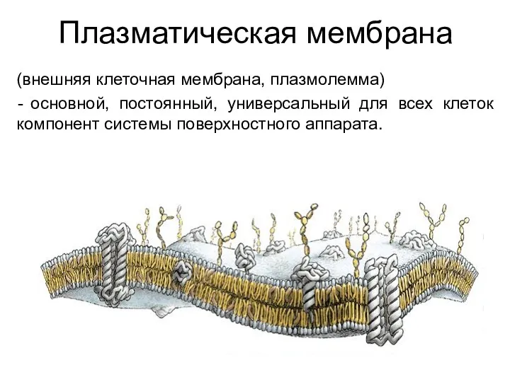 Плазматическая мембрана (внешняя клеточная мембрана, плазмолемма) основной, постоянный, универсальный для всех клеток компонент системы поверхностного аппарата.