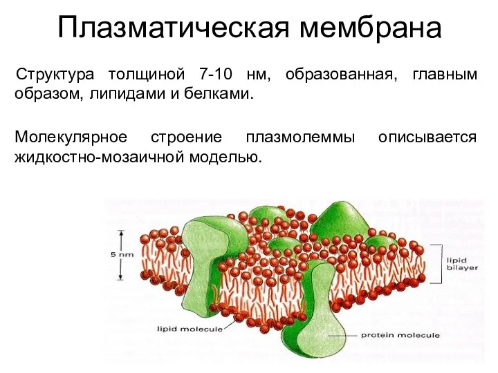 Плазматическая мембрана Структура толщиной 7-10 нм, образованная, главным образом, липидами