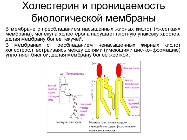 Холестерин и проницаемость биологической мембраны В мембране с преобладанием насыщенных