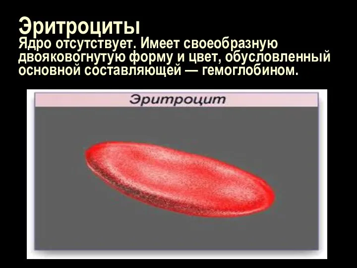 Эритроциты Ядро отсутствует. Имеет своеобразную двояковогнутую форму и цвет, обусловленный основной составляющей — гемоглобином.