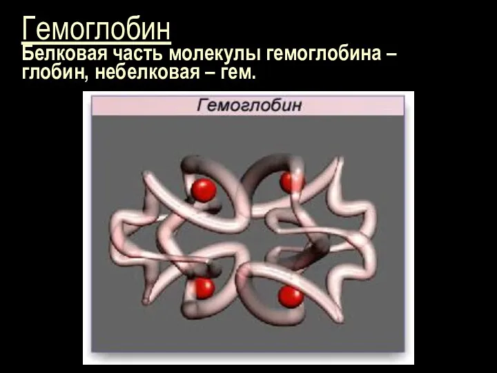Гемоглобин Белковая часть молекулы гемоглобина – глобин, небелковая – гем.