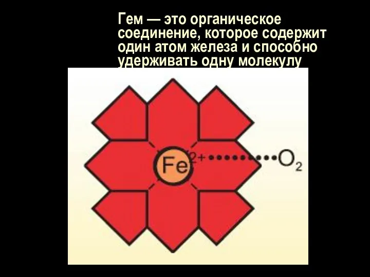 Гем — это органическое соединение, которое содержит один атом железа и способно удерживать одну молекулу кислорода.