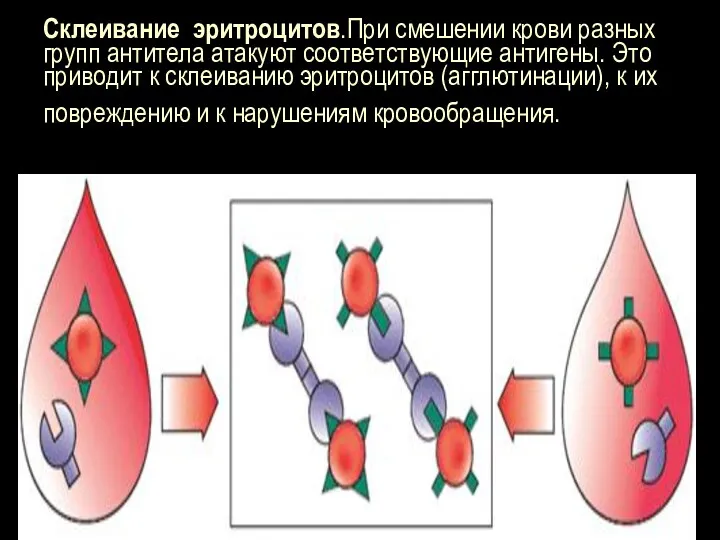 Склеивание эритроцитов.При смешении крови разных групп антитела атакуют соответствующие антигены. Это приводит к