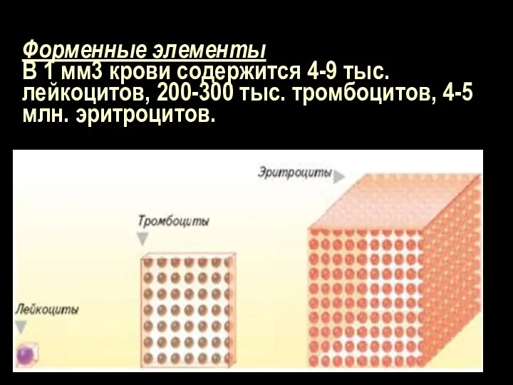 Форменные элементы В 1 мм3 крови содержится 4-9 тыс. лейкоцитов, 200-300 тыс. тромбоцитов, 4-5 млн. эритроцитов.