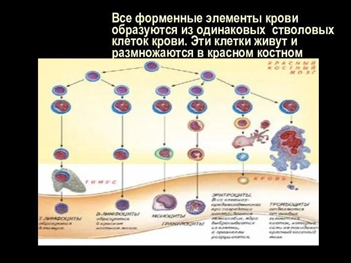 Все форменные элементы крови образуются из одинаковых стволовых клеток крови. Эти клетки живут