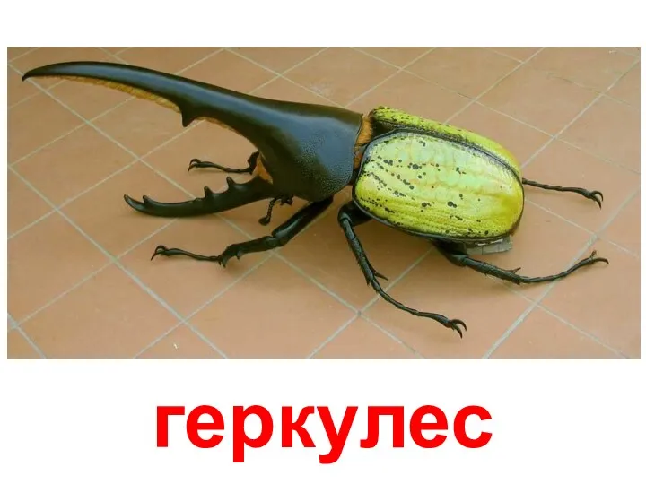 геркулес