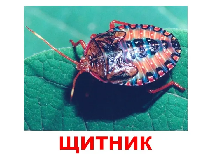 щитник