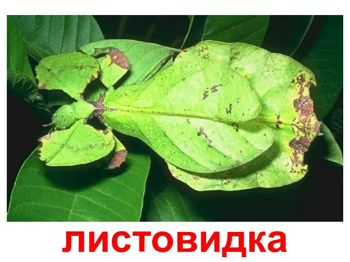 листовидка