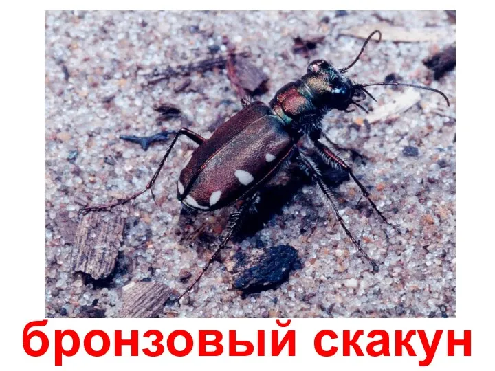 бронзовый скакун