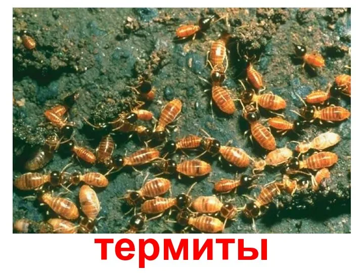 термиты