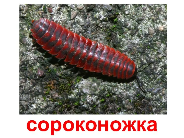 сороконожка