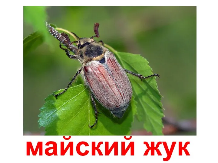 майский жук