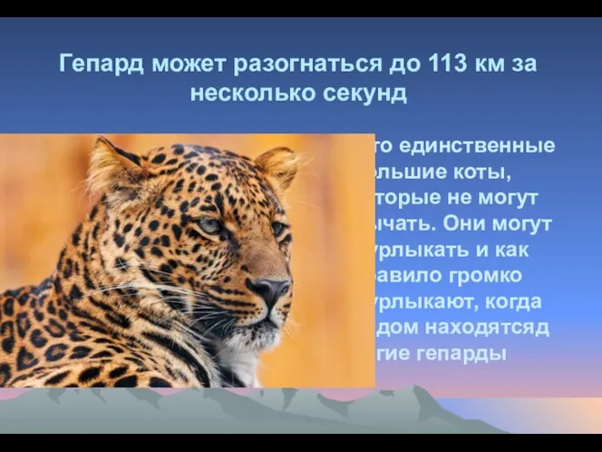 Гепард может разогнаться до 113 км за несколько секунд -это